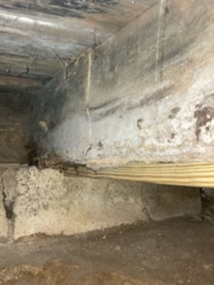 Wood Rot, Fungal Growth, and Insect Damage