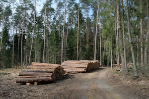Path through a pine forest with neatly stacked logs. Ideal for nature and industry themes.