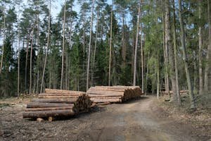 Rural Forester with Georgia Forestry Commission